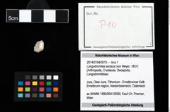 Foto (Objekt + Etikett) von Longodromites excisus (von Meyer, 1857)  (NHMW-GEO-2014-0194-0010)